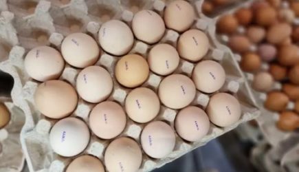 Яичная скорлупа: сокровище для сада и здоровья