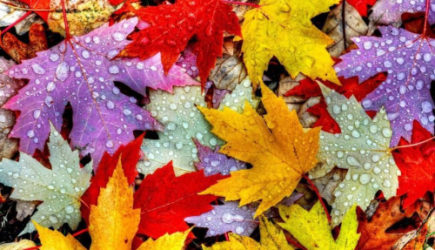 &laquo;Поступили новые данные&raquo;. Синоптики неожиданно изменили прогноз на октябрь