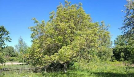 Какие деревья нельзя сажать на участке по приметам: зеленые табу вашего сада