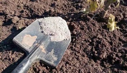 Какие растения можно подкормить золой, а какие – нельзя: дачникам на заметку