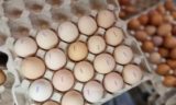 Какого цвета яйца лучше покупать в магазине – белого или коричневого