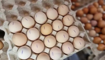 Какого цвета яйца лучше покупать в магазине – белого или коричневого