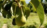 Диетологи рассказали, почему нужно есть груши: обнаружено неожиданное свойство