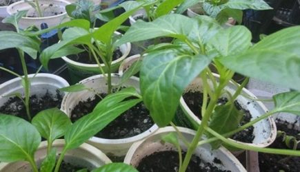 Зачем поливать рассаду кефиром: народные хитрости