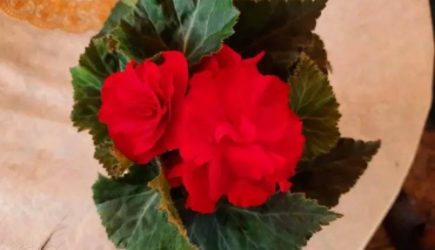 Будут расти, цвести и благоухать: этим комнатные растения вы еще точно не подкармливали