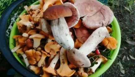 Какие грибы способны продлить молодость кожи: женщины оценят