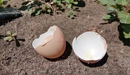 Дачники, опомнитесь: 5 растений, которые нельзя удобрять яичной скорлупой