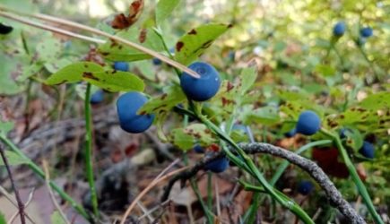 Почему нужно обязательно есть чернику: ответ косметолога