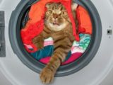В Швеции хозяйка постирала кота при 40°C