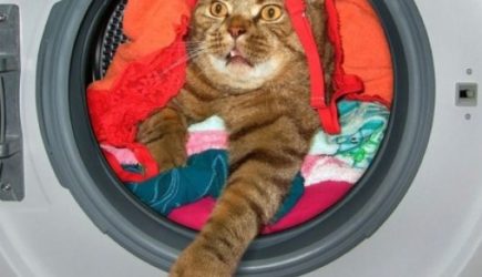 В Швеции хозяйка постирала кота при 40°C
