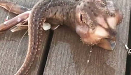 Рыбаки орали от удивления, выловив в Азовском море&#8230;