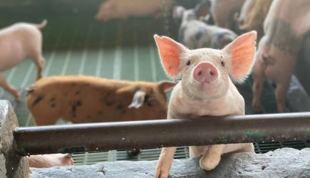 Свинья родила плачущего как человеческий младенец детеныша-мутанта