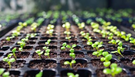 Когда сеять семена на рассаду в 2025 году? Благоприятные дни по лунному календарю, советы агрономов