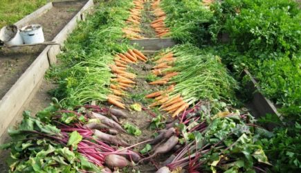 Рассыпьте эту смесь на грядки: через 90 дней мощный урожай &#8212; можно даже на холодную землю