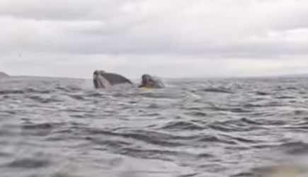 Проглоченный китом юноша рассказал о пережитых ощущениях