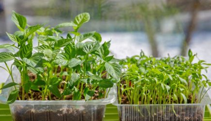 Не для детей, а для рассады! Добавьте кисель в саженцы: результат поразит