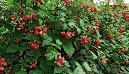 Как только растаял снег &mdash; бегу посыпать под кусты малины 1 средство: малинник отблагодарит урожаем