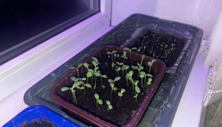 Запоминайте точные даты посева овощей на рассаду &#8212; эксперты рассказали, как получить хороший урожай в 2025 году