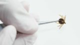 Клещи гибнут в первую минуту: копеечное средство защищает лучше всех магазинных аэрозолей