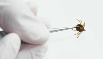 Клещи гибнут в первую минуту: копеечное средство защищает лучше всех магазинных аэрозолей