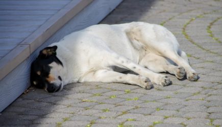 Депутаты намерены ввести штрафы за кормление бездомных животных: подробнее об инициативе