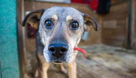 В&nbsp;Госдуме предложили запретить подкармливать бездомных животных