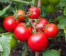 <h2 class="news-title"><a href="https://news-z.info/chto-budet-s-lyogkimi-esli-est-mnogo-yablok-i-tomatov/">Что будет с лёгкими, если есть много яблок и томатов</a></h2>
