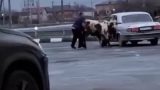 Россиянин затолкал двух коров на заднее сиденье &#171;Волги&#187; (видео)