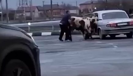 Россиянин затолкал двух коров на заднее сиденье &#171;Волги&#187; (видео)