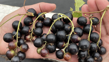 8 ложек под каждый куст &mdash; и смородина вырастет крупнее винограда и слаще меда: урожай станете собирать бочками