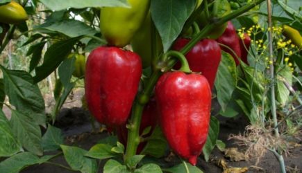 Осторожно, соседи! С этими овощами нельзя сажать перцы: заболеют и увянут