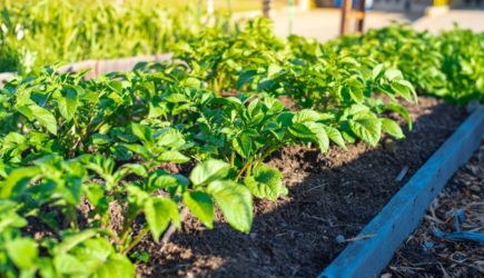 Все еще давите колорадских жуков? Остановитесь: эта ошибка угробит урожай