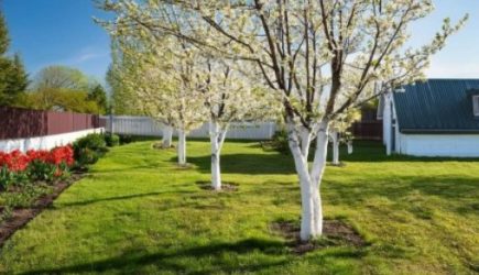 Как правильно выполнить побелку плодовых деревьев, чтобы не навредить будущему урожаю