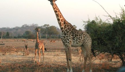 Жираф: Символ грации, мудрости и культурного наследия