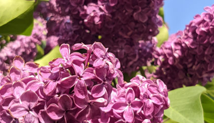 «Тайна старого сада, или Как Сбер Аптека вернула запах сирени»