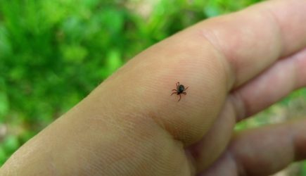 Клещи погибают молниеносно: дешевое средство защищает лучше всех покупных аэрозолей
