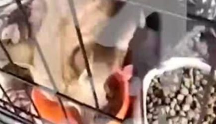 Пережившая осаду в Курской области курица перестала есть