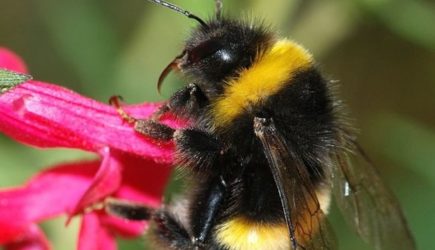 В России импортозаместили шмелей