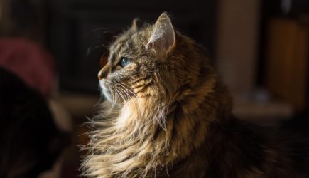 Россиянам рассказали о трудоустройстве котов