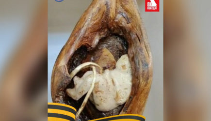 В России нашли дерево в форме беременной с младенцем: все ахнули