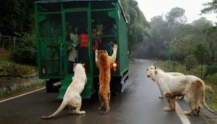 Зоопарк, который запирает людей в клетках вместо зверей