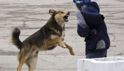 Как вести себя с агрессивной беспризорной собакой и как заставить ее отступить