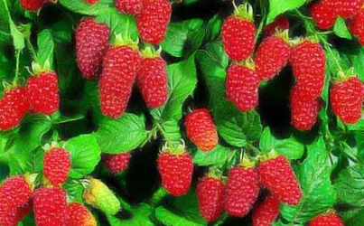 Малина-звезда: волшебное дерево в саду