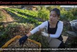 Корейский способ выращивания овощей: хитрость, которая удивит огородников!