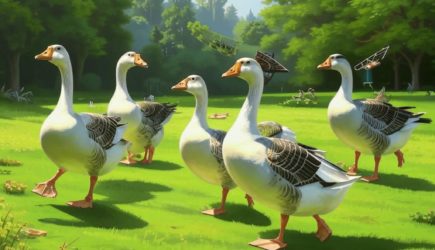 Как Канадское министерство советует вести себя с гусями