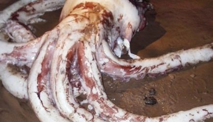 Нечто выбросило Черное море: ученые потеряли дар речи, увидев