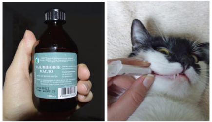 Опасность йода для кошек: профилактика и помощь