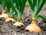 Луковая муха больше не страшна: простой раствор отпугивает вредителей и усиливает рост
