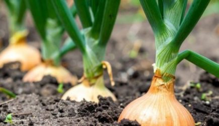 Луковая муха больше не страшна: простой раствор отпугивает вредителей и усиливает рост