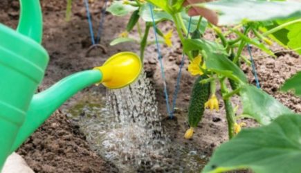 Поливаем огурцы водой с секретным ингредиентом – урожай будет на всю родню